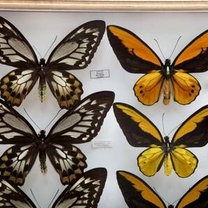 蝶標本 産地別 アカメガネ Ornithoptera croesus 金紋 赤緑色 ssp.toeantei ・ssp. lydius・ssp.croesus 亜種コレクション 研究用 ドイツ箱の画像5