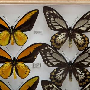 蝶標本 産地別 アカメガネ Ornithoptera croesus 金紋 赤緑色 ssp.toeantei ・ssp. lydius・ssp.croesus 亜種コレクション 研究用 ドイツ箱の画像4