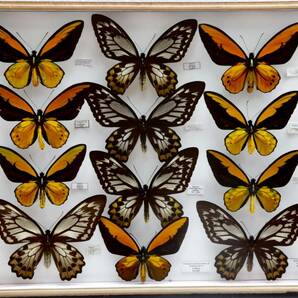 蝶標本 産地別 アカメガネ Ornithoptera croesus 金紋 赤緑色 ssp.toeantei ・ssp. lydius・ssp.croesus 亜種コレクション 研究用 ドイツ箱の画像1