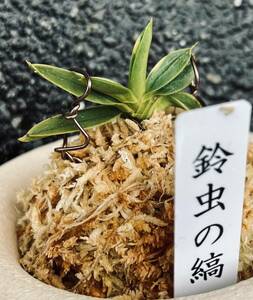 富貴蘭　希少芽変わり品種【鈴虫の縞】伝統園芸　東洋蘭斑入り山野草《富貴蘭を楽しんで》