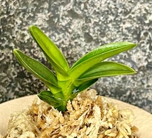 富貴蘭　青軸青根豆葉【翠扇】伝統園芸　東洋蘭　斑入り山野草《富貴蘭を楽しんで》_画像2