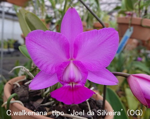 ★洋蘭★原種★カトレアC.walkeriana tipo 'Joel da Silveira' (OG)