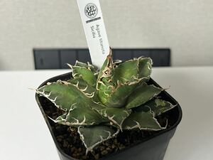 アガベ チタノタ シチリア cactus green 鶴仙園 (検 悪魔くん 実生 ハデス シーザー 白鯨 スーパーチタノタ オアハカ オテロイ fo076