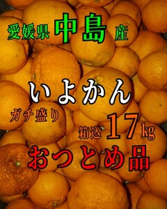 送料込！！愛媛県中島産いよかんおつとめ品箱込17㎏(14㎏+保証量1.5㎏)伊予柑産地直送③