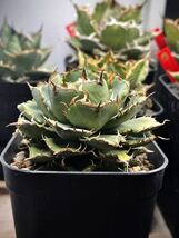 【Beeeplants】コレクション放出　フィリグリー　拇指厳竜　コンパクトフォルム　アガベチタノタオテロイ選抜 Agave titanota _画像1