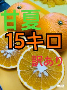 15キロ　甘夏みかん　訳あり　お得　新鮮