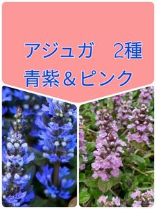 アジュガ2種　計6株 つぼみ付　チョコレートチップ＆ピンクシェル　週末発送