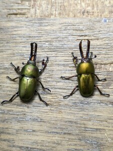 パプアキンイロクワガタ ♂34mm ♂33mm ♀19mm ♀19mm