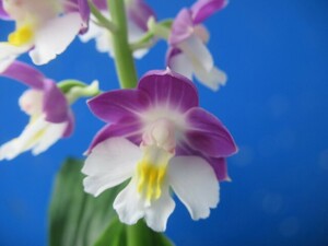 80えびね欄　１１７　スカットクィーン×紫蒼　花幅３５㎜程度　交配初花開花中　山野草エビネラン