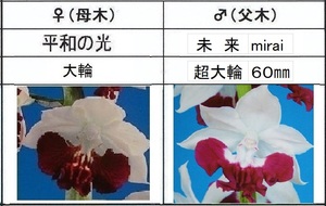 60えびね欄　５２　平和の光×未来　2作以降初花見込苗　山野草エビネラン