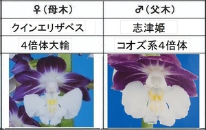 60えびね欄　１１０　クィーンエリザベス×志津姫　W芽　４倍体同士　2作以降初花見込苗　山野草エビネラン