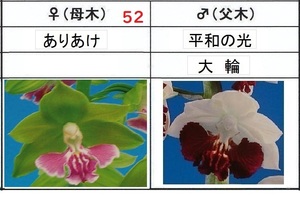 80えびね欄　１０４　ありあけ×平和の光　初花見込苗　未開花交配苗　山野草エビネラン