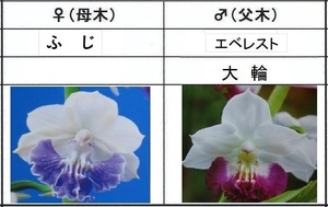 80えびね欄　４９　ふじ×エベレスト　2作以降初花見込苗　山野草エビネラン