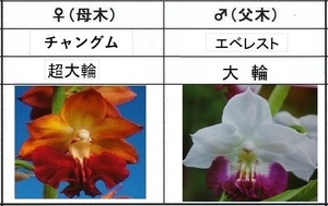 60えびね欄　５３　チヤングム×エベレスト　2作以降初花見込苗　山野草エビネラン