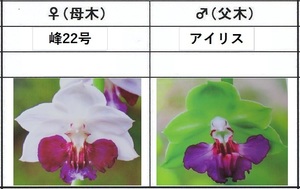 60えびね欄　１５２　峰22号×アイリス　1-2作以降初花見込苗　山野草エビネラン