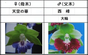 60えびね欄　１５８　天空の華×西峰　1-2作以降初花見込苗　山野草エビネラン