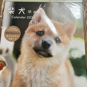 柴犬 関由香 2024年カレンダー 30角 新品未開封