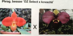 即決 洋蘭 パフィオ TA10961 Phrag. Fritz Schomburg (bessae OZ select x kovachii )