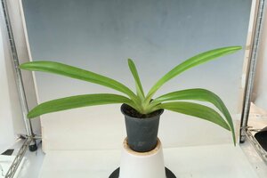 値引再出品！ 即決　洋蘭　原種　パフィオ TA10819 VS14-52 Paph. rothschildianum x sib ('Black Star' x 'Tarantula')