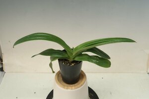 洋蘭　パフィオ TA10905 TB17-163 Paph. (Emerald Crazy 'Master's Choice' x Sorcerer's Stone 'Forgettable')