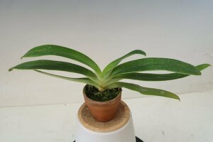 洋蘭　原種　パフィオ TA10845 PAS0632 Paph. sanderianum x sib ('Mini' AQ/AOS x 'Dr. John' AM-AQ/AOS)