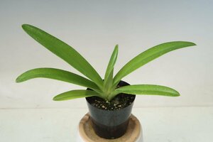 即決 洋蘭 原種 パフィオ TA10935 TB18-35 Paph. rothschildianum x sib ( '2016-146' x 'Vanquish')