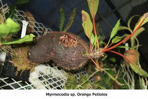 値引再出品！ アリ植物 原種 TA10943 Myrmecodia sp. (Orange Petioles) South Sulawesi x self