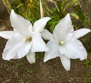 即決 洋蘭　カトレア 原種 TA10929 Laelia anceps fma. petaloid-alba ( 'Tafelberg' x 'Sabie')