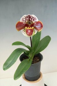 洋蘭　パフィオ TA10883 TB16-198 Paph. (Perfect World 'Flatter' x Thunder World 'Nissho' GM/JOGA)