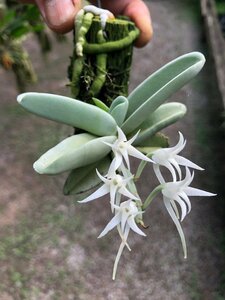 即決 洋蘭 原種 アングレカム系 TA10912 Cyrtorchis crassifolia