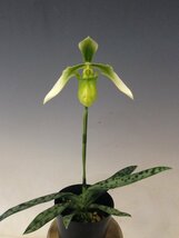 即決 洋蘭 原種 パフィオ TA10971 VS14-05 Paph. appletonianum album 'Kyoto' x self_画像10