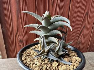 12. アロエ　カスティロニアエ×ディスコイングシー Aloe hyb castilloniae×descoingsii 実生