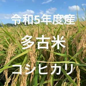 幻の米 多古米 コシヒカリ　玄米　10kg
