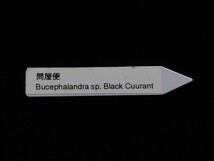 Bucephalandra sp. Black Cuurant 初出品！大株 ブセファランドラ_画像10