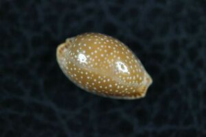 ハワイシボリダカラ　15.7mm 　タカラガイ　貝標本　貝殻