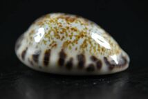 マルクロダカラ　23.8mm 　大　タカラガイ　貝標本　貝殻_画像3