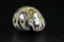 マルクロダカラ　23.8mm 　大　タカラガイ　貝標本　貝殻_画像5