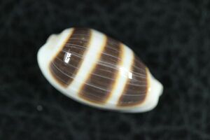 ウキダカラ　22.5mm 　タカラガイ　貝標本　貝殻