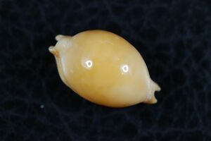 メノウチドリダカラ　18.7mm 　タカラガイ　貝標本　貝殻
