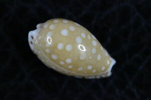 アスタリーダカラ　15.5mm 　タカラガイ　貝標本　貝殻