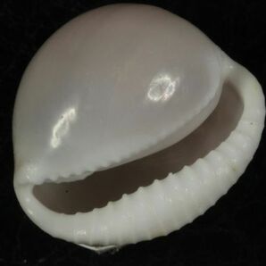 クチヒダオオシラタマ 21.1mm  タカラガイ 貝標本 貝殻の画像2