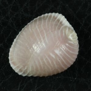 バライロスジボタンシラタマ 20.5mm  タカラガイ 貝標本 貝殻の画像2