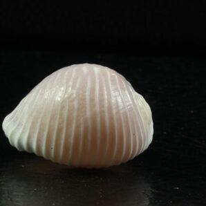 バライロスジボタンシラタマ 20.5mm  タカラガイ 貝標本 貝殻の画像7