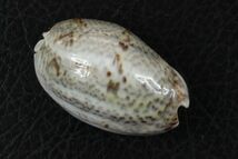 セキトリマクラ　42.2mm 　マクラガイ　貝標本　貝殻_画像1