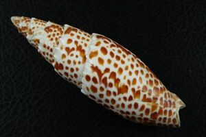 オニノキバフデ　 112.5㎜ 　タカラガイ　貝標本　貝殻
