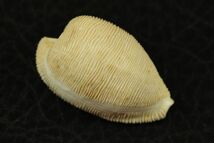フナシケープダカラ 　27.1㎜ 　タカラガイ　貝標本　貝殻_画像1