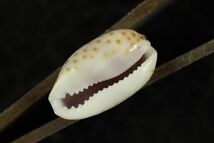 コムラサキダカラ 　12㎜ 　タカラガイ　貝標本　貝殻_画像2
