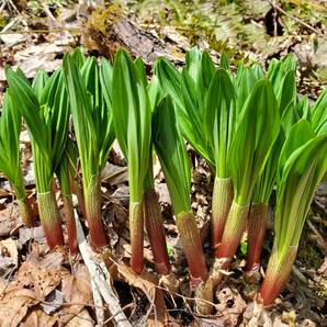 北海道産行者にんにく５キロ（冷蔵発送）の画像4