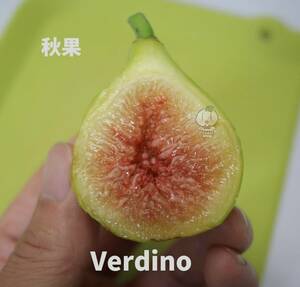 Verdino イチジク穂木　2本　ベルディーノ　庭で遊ぼう　いちじく　挿し木