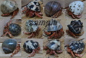 oka hermit crab . hand around size 3 pcs set ( red series @ entering )(set2)